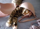 Amusing