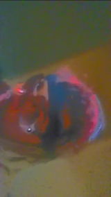 Raepast gangsta clone twin of johnny deep hischocolatefactry