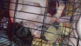 Daddy's pet slave