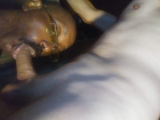 Big Black Dick