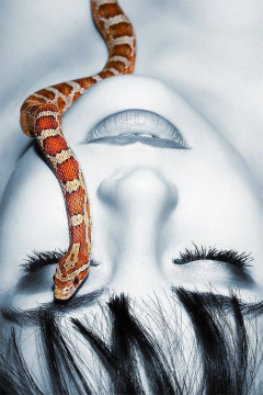 Snakey Girls - N