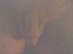 Nude Dude - N