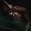 kingxxpin`s avatar