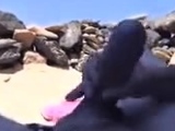 Beach Hunters Amateurs Beach Sex